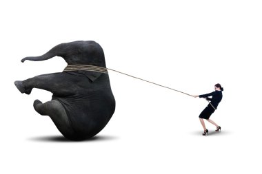 Businesswoman pulling elephant - isolated clipart
