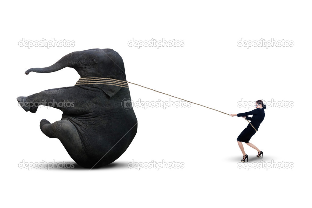Businesswoman pulling elephant - isolated