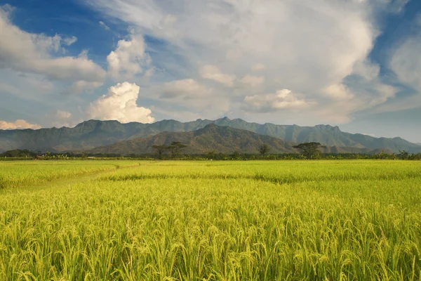 Superbe rizière et paysage de montagne — Photo