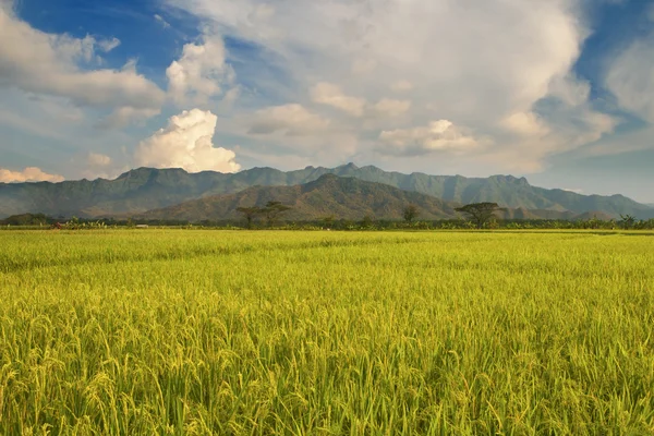 Hermoso campo de arroz en Indonesia — Foto de Stock