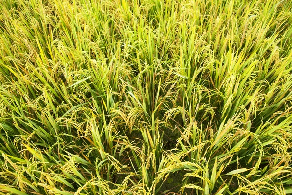Nahaufnahme eines grünen Reisfeldes — Stockfoto
