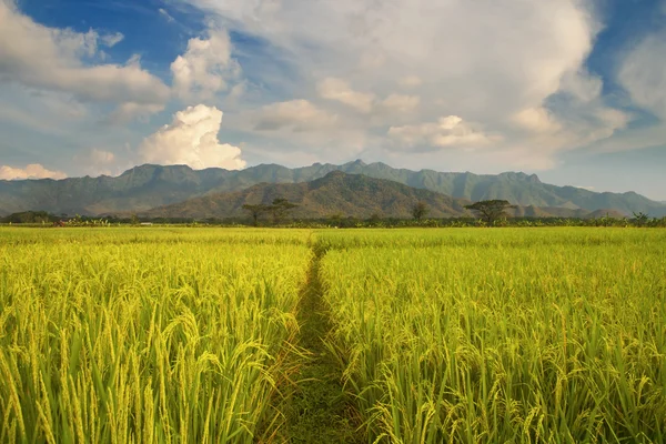 Beau paysage de rizières — Photo