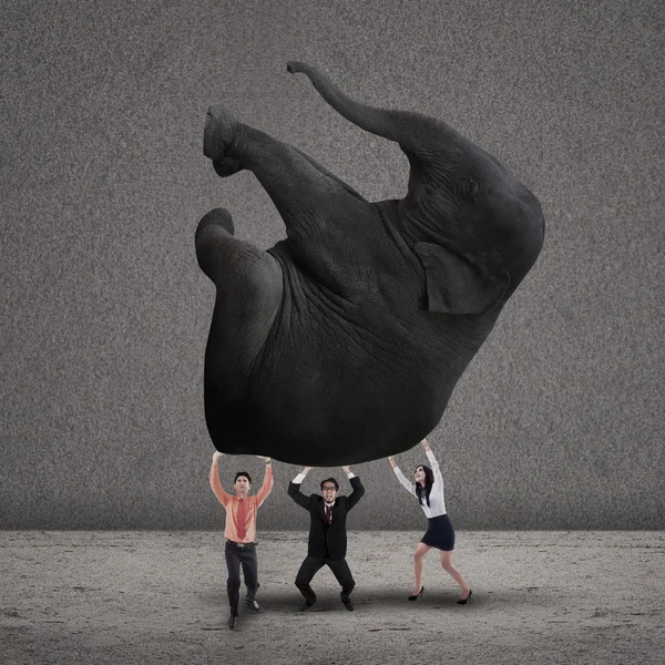 Business teamwork lifting elephant on grey — Stock Photo, Image