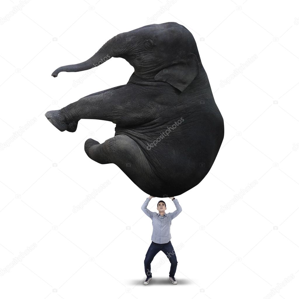 Man lifting big elephant - isolated