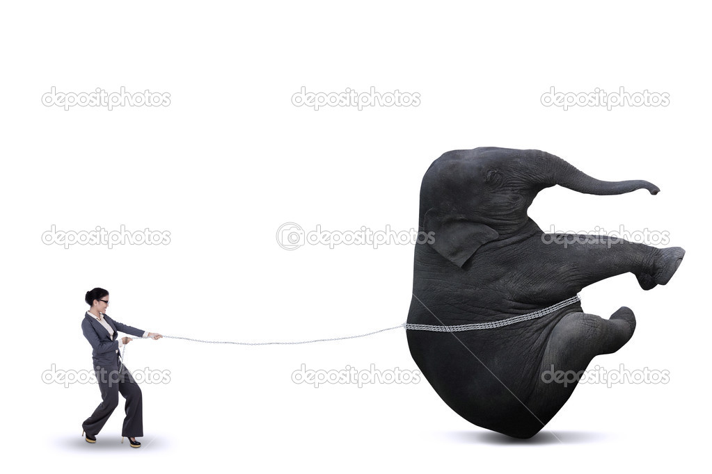 Business woman is pulling elephant