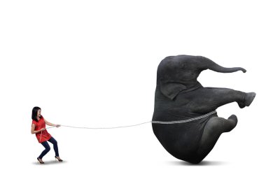 öğrenci büyük fil izole çekiyor