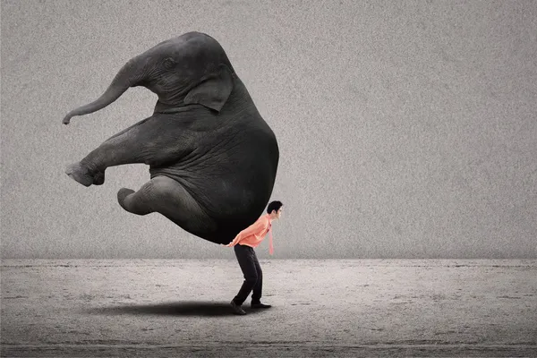 Bedrijfsleider opheffend olifant op grijs — Stockfoto