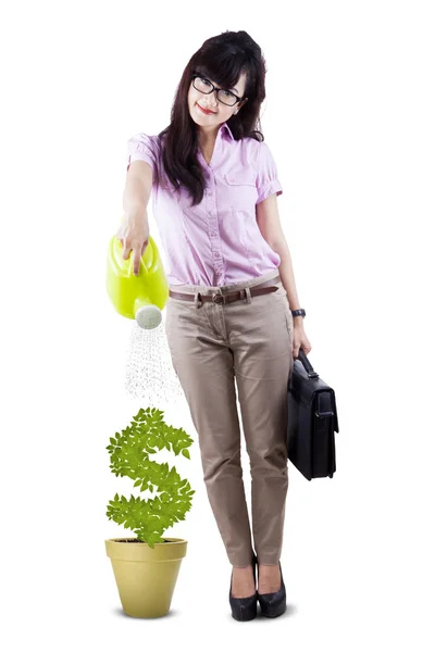 Geschäftsfrau gießt Pflanze im Topf — Stockfoto