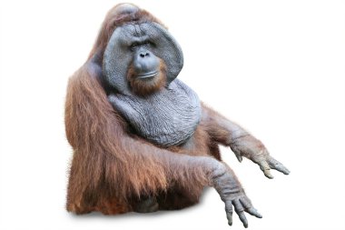 Beyaz 2 oturma orang utan
