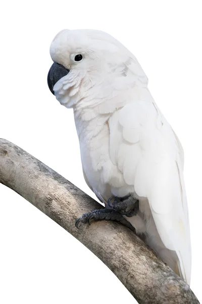 Cockatoo cocoșare pe ramură — Fotografie, imagine de stoc