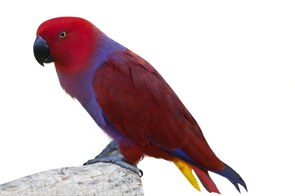 Colorful cockatoo bird 1 — Stock Photo, Image