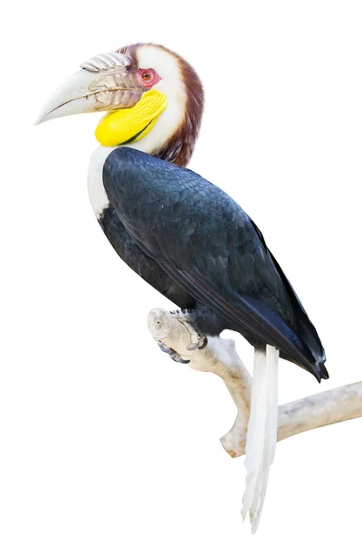 Pasăre exotică cocoșând pe ramură — Fotografie, imagine de stoc