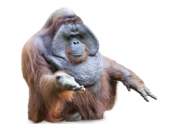 Orang Utan sitzt auf weißem 3 — Stockfoto