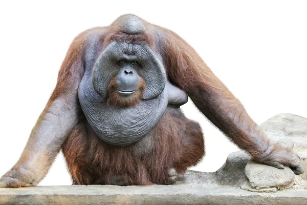 Orang utan sentado en blanco 4 —  Fotos de Stock