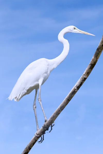 White stork perching on branch — Stock Photo, Image