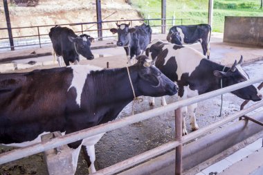 İnek ahırında yemek yiyen süt inekleri sürüsü. Çiftlikte vuruldu.