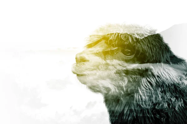 Podwójna Ekspozycja Głowy Alpaka Mglistym Tłem Górskim — Zdjęcie stockowe