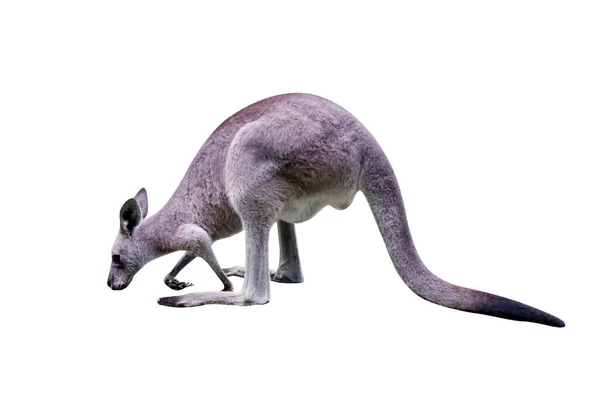 Stüdyoda Duran Kanguru Görüntüsü Beyaz Arkaplanda Izole — Stok fotoğraf