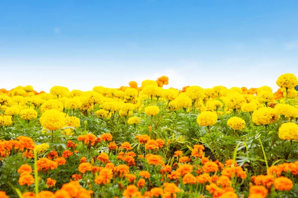 Όμορφα Λουλούδια Marigold Ανθίζουν Στον Κήπο Φόντο Μπλε Ουρανό — Φωτογραφία Αρχείου