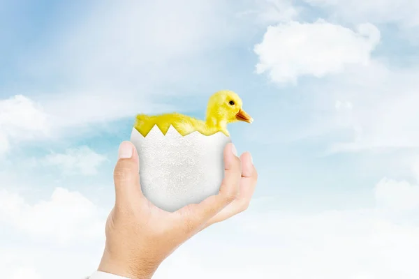 Close up of unknown hand holding a duck on hatching egg with blue sky background