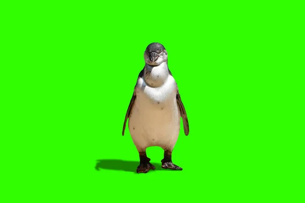 Закрыть Пингвина Стоящего Студии Фоне Зеленого Экрана — стоковое фото