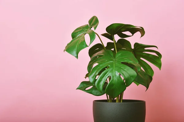 Штучна Рослина Philodendron Monstera Посаджена Рожевому Тлі Indoor Tropical Houseplants — стокове фото