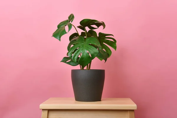 Pianta Artificiale Philodendron Monstera Piantato Sfondo Rosa Indoor Pianta Appartamento — Foto Stock