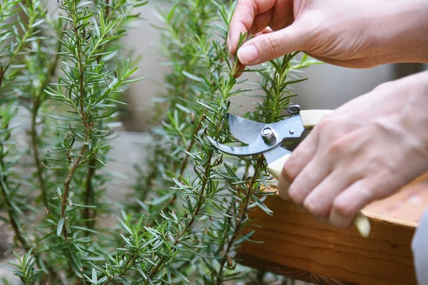 Kadın biberiye dallarını makasla kesiyor sebze bahçesinden aromatik baharat topluyor..