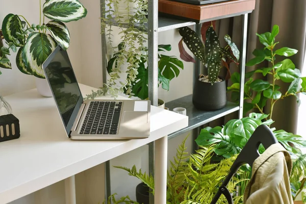 Otthoni Iroda Díszíteni Zöld Természet Növények Munkaterület Laptop Számítógép Asztalon — Stock Fotó