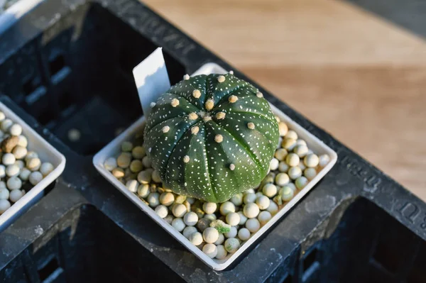 선인장 별자리 리아스 선인장은 식물이고 인기있는 화분이다 — 스톡 사진