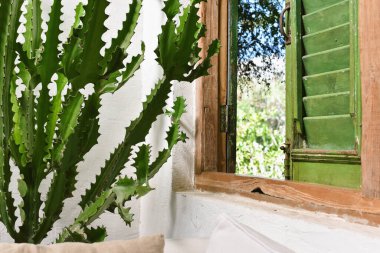 Dekorasyon için ev bitkisi, pencerenin yanındaki kaktüs sulu ağaç, ev bahçesi konsepti..