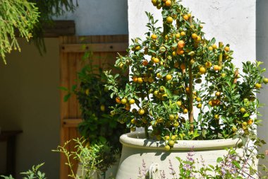 Bahçe verandasında portakal ağacı, Bahçe verandasında Kumquat mandalina bitkisi taş kapta, Citrus meyvesi sağlıklı yaşam için besin değeri var.