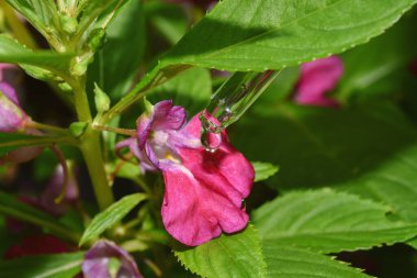 Doğal çıkartma, bilim adamı bitki testi için özünü bıraktı, alternatif organik bitki ilacı, cilt bakım ürünleri, biyoloji araştırma ve geliştirme konsepti.