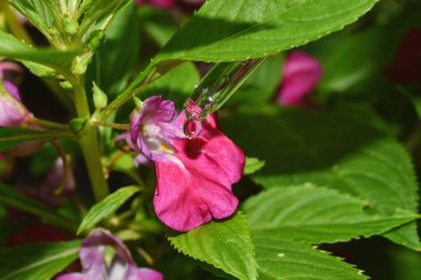 Doğal çiçek çıkarma, bilim adamı bitki testi için özünü bıraktı, alternatif organik bitki ilaçları, cilt bakım ürünleri, biyoloji araştırma ve geliştirme konsepti.