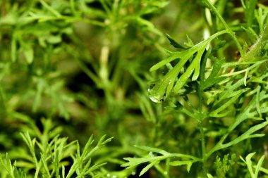 Güzel bitki yaprağının üzerindeki sabah çiy damlası, doğa ışığı yansıması olan yağmur damlası makrosu, doğal desen arka plan..