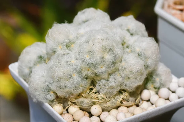 Kaktüs (Mammillaria plumosa) Tatlı bitkisi, beyaz dikenli ev bitkisi.