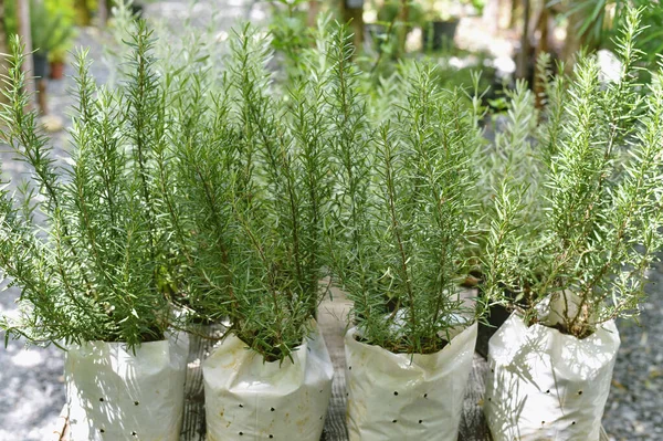 Rosemary planting in grow bag, Aromatic seasoning spice herb, Vegetable home garden.