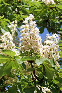 çiçek açan kestane