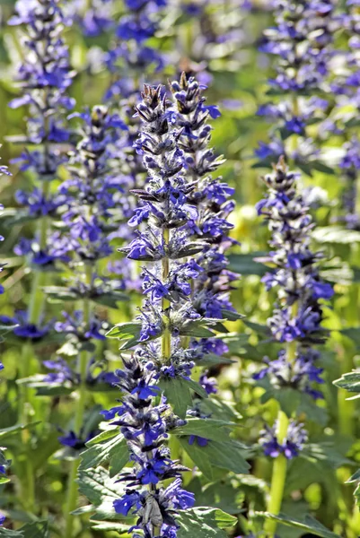 Клэри Сейдж (Salvia sclarea ) — стоковое фото