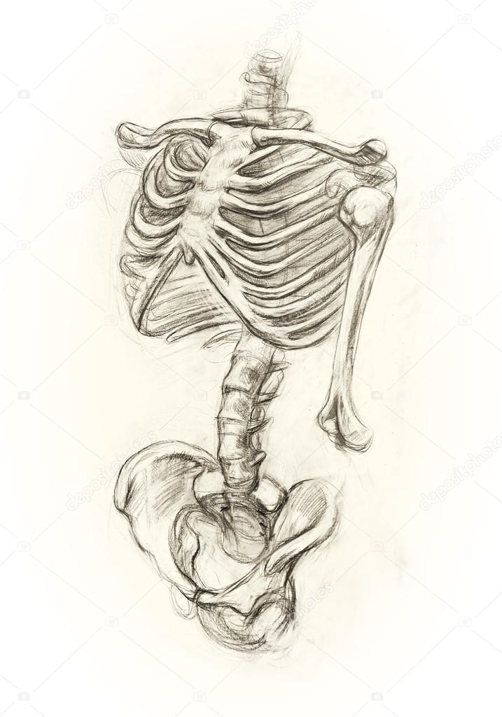 Learning drawing skeleton