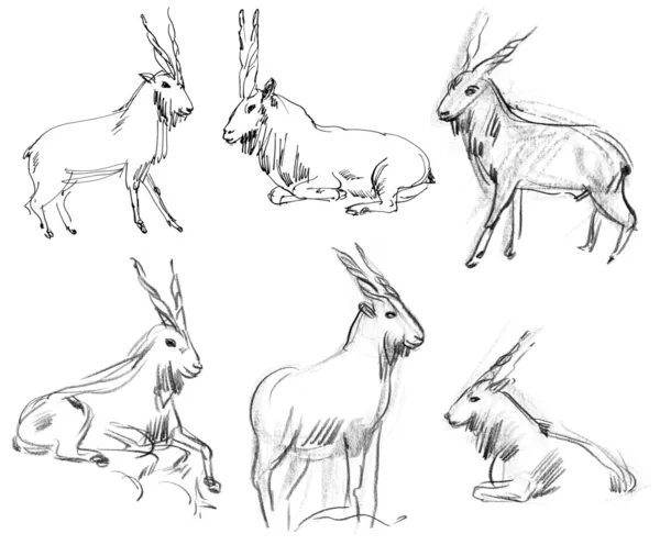 Markhor — Stock Photo, Image