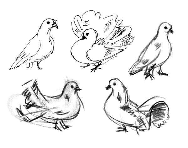 Dove. Hand-draw — Stock Photo, Image