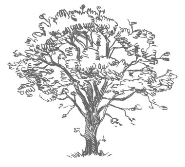 Freehand drawing tree