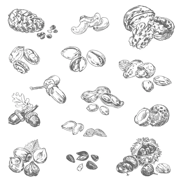 Kacang gambar tangan bebas Stok Ilustrasi 