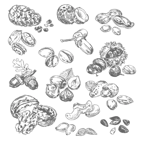 Kacang gambar tangan bebas Stok Ilustrasi Bebas Royalti