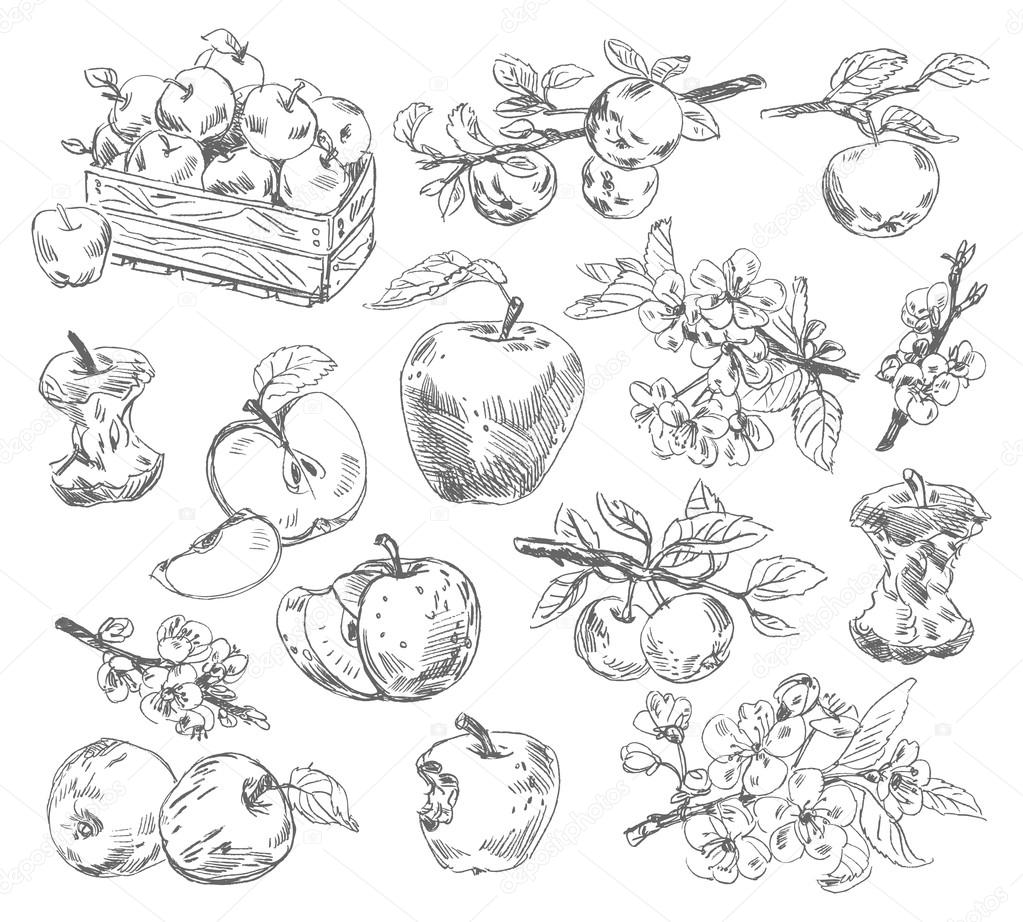 Freehand drawing apples