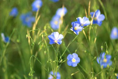 Flax (Linum usitatissimum), yaygın keten tohumu. Mavi keten çiçekleri tarlada yetişir.