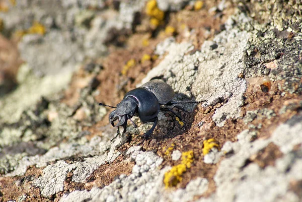 Lethrus Apterus Männchen Auf Einem Granitstein Nahaufnahme — Stockfoto