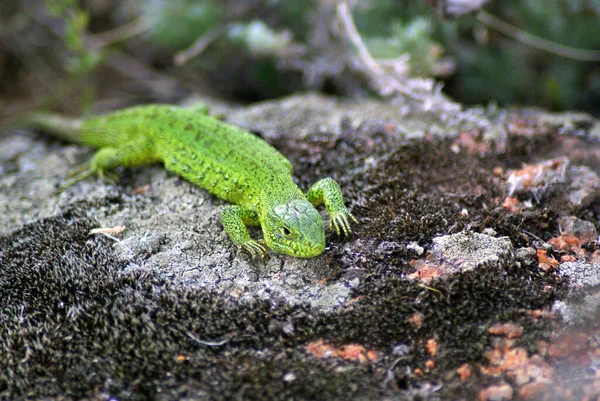 Zielona Jaszczurka Czołgająca Się Granitowym Kamieniu Zbliżenie — Zdjęcie stockowe