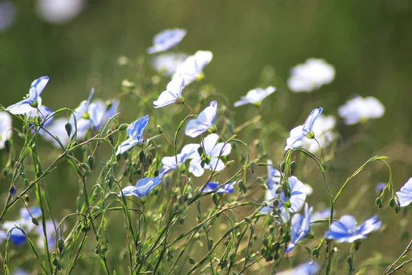 Flax Linum Usitatissimum Common Flax Linseed Blue Flax Flowers Grows — Stock Photo, Image